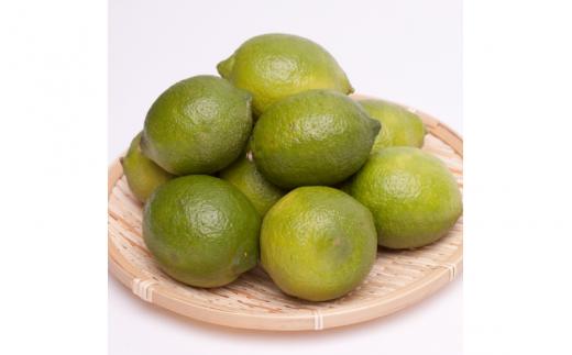 ＜9月より発送＞厳選 黒潮レモン 5kg+250g（傷み補償分）【和歌山有田産】【防腐剤・WAX不使用、安心の国産レモン】 ※北海道・沖縄・離島への配送不可 /レモン れもん 柑橘 フルーツ 果物 果実 【ikd180A】