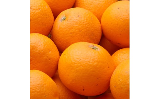 ＜2月より発送＞厳選 清見オレンジ5kg+250g（傷み補償分）【光センサー食頃出荷】【樹上完熟きよみオレンジ・清見タンゴール・清美】/ 和歌山 おすすめ 果物 くだもの 柑橘 みかん オレンジ きよみオレンジ【ikd198B】 