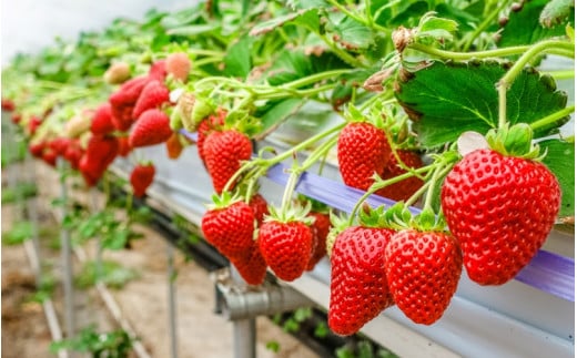 【先行予約】まりひめ いちご 12粒～15粒入り×2パック（500g）2026年1月中旬～2026年3月中旬頃に順次発送予定（お届け日指定不可）/ いちご 苺 まりひめ 和歌山 フルーツ 果物 くだもの【kgr007A】