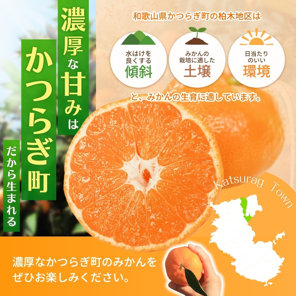 【先行予約】和歌山県産温州みかん約5kg（約40個～60個）秀品　2026年11月初旬頃から2026年12月中旬頃順次発送予定【kgr032A】
