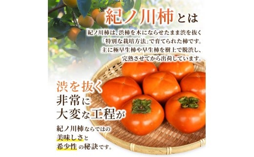 先行予約！ 紀の川柿 （果実の中身が黒い！黒蜜柿）希少栽培！ 秀品６個～９個 こだわり農家厳選！【※2026年10月上旬から11月上旬頃発送】/ 和歌山県 かつらぎ町 カキ 柿 太秋柿 紀ノ川柿 富有柿 早秋柿 秀品 紀の川柿 かき フルーツ 旬 秋【kgr044】