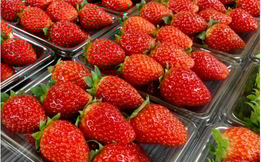 【先行予約】特大まりひめ いちご 朝摘 6個～11個入り×4パック 2026年1月中旬～3月末頃に順次発送予定（お届け日指定不可）/ いちご 苺 まりひめ 和歌山 フルーツ 果物 くだもの【kiy004A】