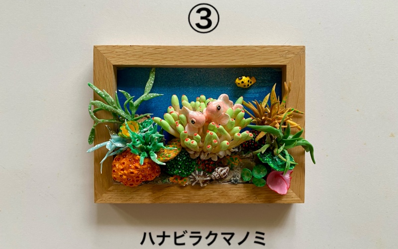 クマノミ各種　フレーム  /  魚 さかな フィッシュ 釣り 海 うみ クマノミ 海水魚 海の生き物 鍵 かぎ 家 車 自転車 かわいい お土産 雑貨 思い出 プレゼント ギフト すさみ 【mac007A】