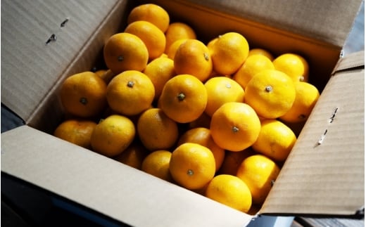 【訳あり】 森本農園の手選別 みかん 約2kg 和歌山県産 2S~2Lサイズ混合 【2025年11月上旬～2026年2月中旬ごろに順次発送】【mrmt008】 