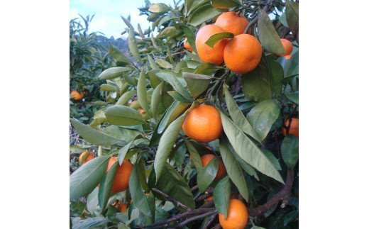 【2022年冬頃発送予約分】【農家直送】完熟有田みかん　約10kg 有機質肥料100%　※2022年12月上旬～2023年1月下旬に順次発送予定（お届け日指定不可）【nuk117】