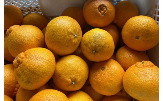 【数量限定】ちょこっと訳あり 不知火 デコポン 約5kg【ご家庭用】※2026年2月中旬～4月中旬に発送予定（お届け日指定不可）/ 不知火 デコポン 柑橘 みかん 果物 くだもの フルーツ みかん 有田みかん ミカン 【nuk120D】