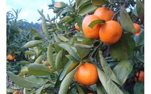 【農家直送】有田みかん 約10kg 大玉3L以上 有機質肥料100% ※2026年11月～12月に順次発送予定(お届け日指定不可)【nuk139F】