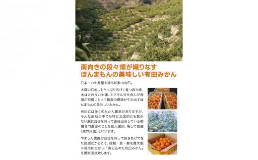 ＼光センサー選別／ ちっちゃな有田みかん こつぶみかん 約5kg （3S～Sサイズ混合）有機質肥料100% ※2026年11月～2027年1月に順次発送予定（お届け日指定不可） 先行予約 みかん 有田みかん 温州みかん ミカン 小粒 柑橘 フルーツ 果物【nuk145C】