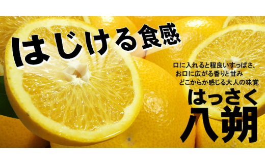 八朔(はっさく)約10kg サイズおまかせ　紀伊国屋文左衛門本舗※2026年1月下旬～4月上旬頃発送予定【sutb411B】
