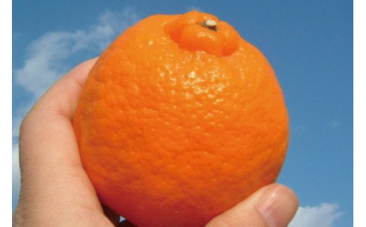 ポンカン 約5kg/サイズおまかせ　※2026年1月下旬～2月下旬頃に順次発送予定(お届け日指定不可)　紀伊国屋文左衛門本舗　【sutb451B】