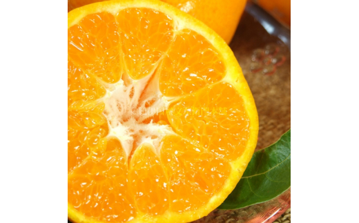 はるみ 約2.8kg/サイズおまかせ　※2026年1月下旬～3月中旬頃に順次発送予定(お届け日指定不可)　紀伊国屋文左衛門本舗　【sutb461B】