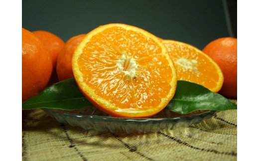 セミノールオレンジ 約5kg/サイズおまかせ　※2026年4月中旬～5月下旬頃に順次発送予定(お届け日指定不可)　紀伊国屋文左衛門本舗　【sutb481B】