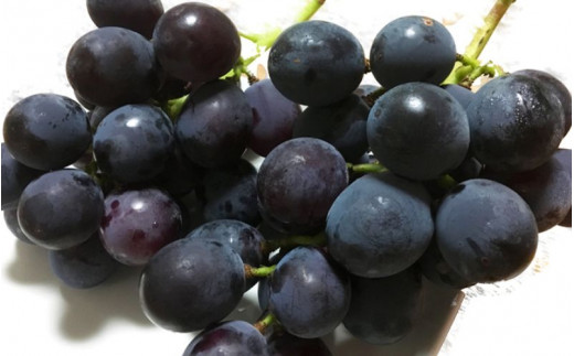 紀州有田産 ブラックオリンピア(ハチミツぶどう) 約2kg ※2026年8月中旬頃〜2026年9月上旬頃に順次発送予定 / ぶどう ブドウ 葡萄 フルーツ 果物 くだもの【uot005】