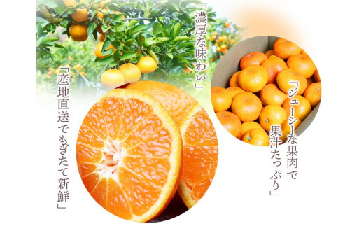 高級ブランド 田村みかん 5kg【予約】※2025年11月下旬頃〜2026年1月下旬頃に順次発送予定(お届け日指定不可)/ミカン 有田みかん ブランドみかん 柑橘 果物 フルーツ 旬 先行 みかん みかん みかん 予約【uot504A】