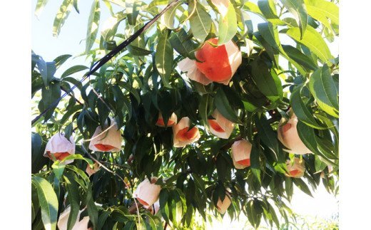 【先行予約】紀州和歌山産の桃　約4kg　化粧箱入 ※2026年6月下旬頃〜2026年8月上旬頃順次発送（お届け日指定不可）/ フルーツ もも 果物 くだもの モモ 桃 和歌山【uot723A】