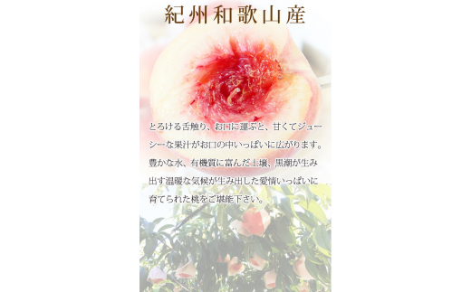 【先行予約】秀品　紀州和歌山産の桃　3玉　化粧箱入　※2026年6月下旬頃〜2026年8月上旬頃順次発送（お届け日指定不可）【uot750】