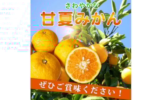 【ご家庭用訳あり】紀州有田産 すっきり爽やか 甘夏みかん 8kg  ※2026年3月上旬頃〜2026年3月下旬頃に順次発送予定 / 甘夏 あまなつ みかん ミカン 蜜柑 温州みかん 柑橘 フルーツ 果物 くだもの 和歌山【uot847】