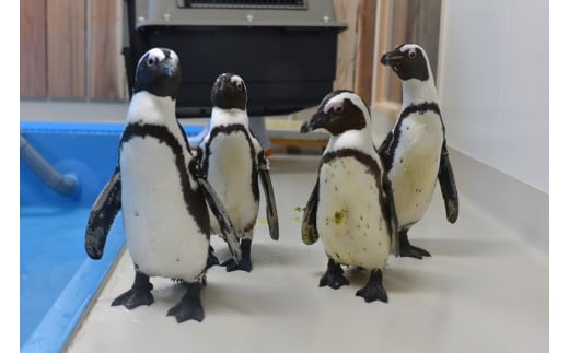   ＼たくさんの生物と触れ合える♪／　エビとカニの水族館 ４名様チケット【ebk003】