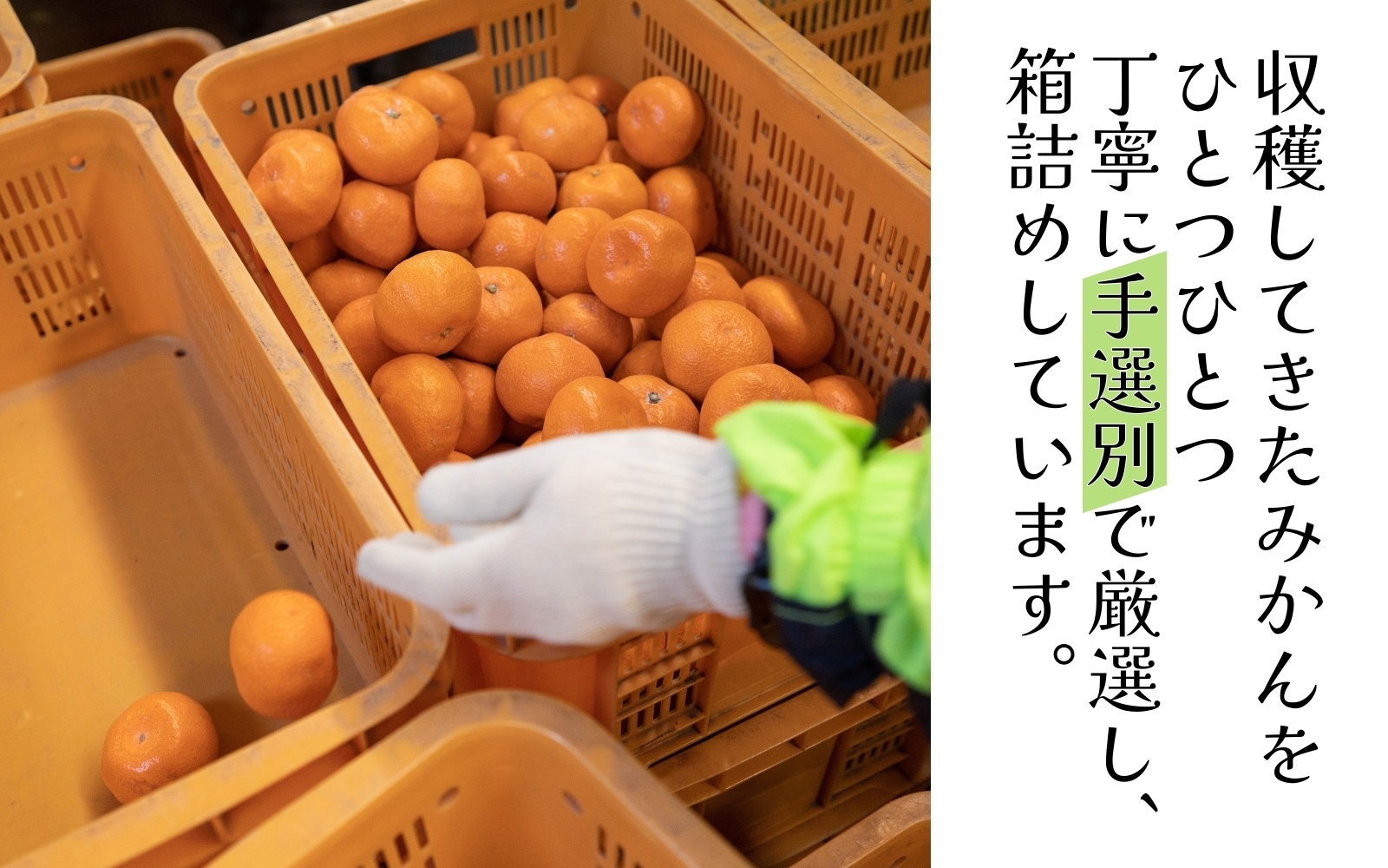 有田みかん 手選別 こだわりの和歌山県産 5kg (S～Lサイズ) 生産者直送 みかん フルーツ 柑橘 果物 蜜柑【hdm005】