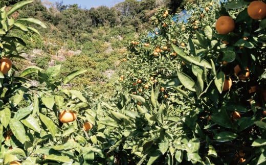 有田みかん 手選別 こだわりの和歌山県産 5kg (S～Lサイズ) 生産者直送 みかん フルーツ 柑橘 果物 蜜柑【hdm005】