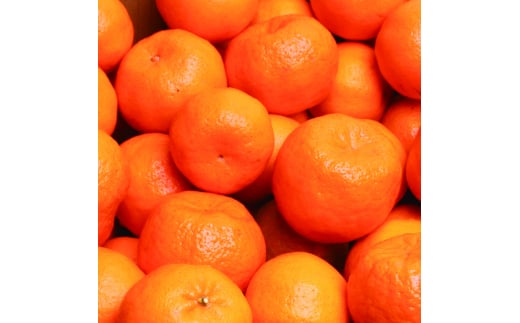 ＜1月より発送＞家庭用ポンカン5kg+250g（傷み補償分）【ikd192A】