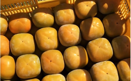 【2026年先行予約】種無し柿 早生刀根柿 1.8kg 2026年9月下旬～10月下旬頃に順次発送予定（お届け日指定不可）/ 和歌山 柿 かき フルーツ 果物 くだもの 刀根 種無し【kgr003A】