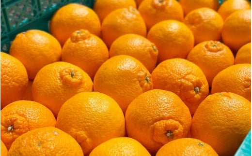 【先行予約】【数量わずか】樹上完熟しらぬい（不知火） 約2kg(6個) 秀品 2026年2月末～2026年4月中旬頃に順次発送予定（お届け日指定不可）/ 和歌山 みかん しらぬい 不知火 フルーツ 柑橘 蜜柑 果物 くだもの【kgr005】