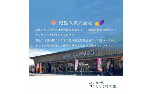 【先行予約】和歌山県産温州みかん約5kg（約40個～60個）秀品　2026年11月初旬頃から2026年12月中旬頃順次発送予定【kgr032A】