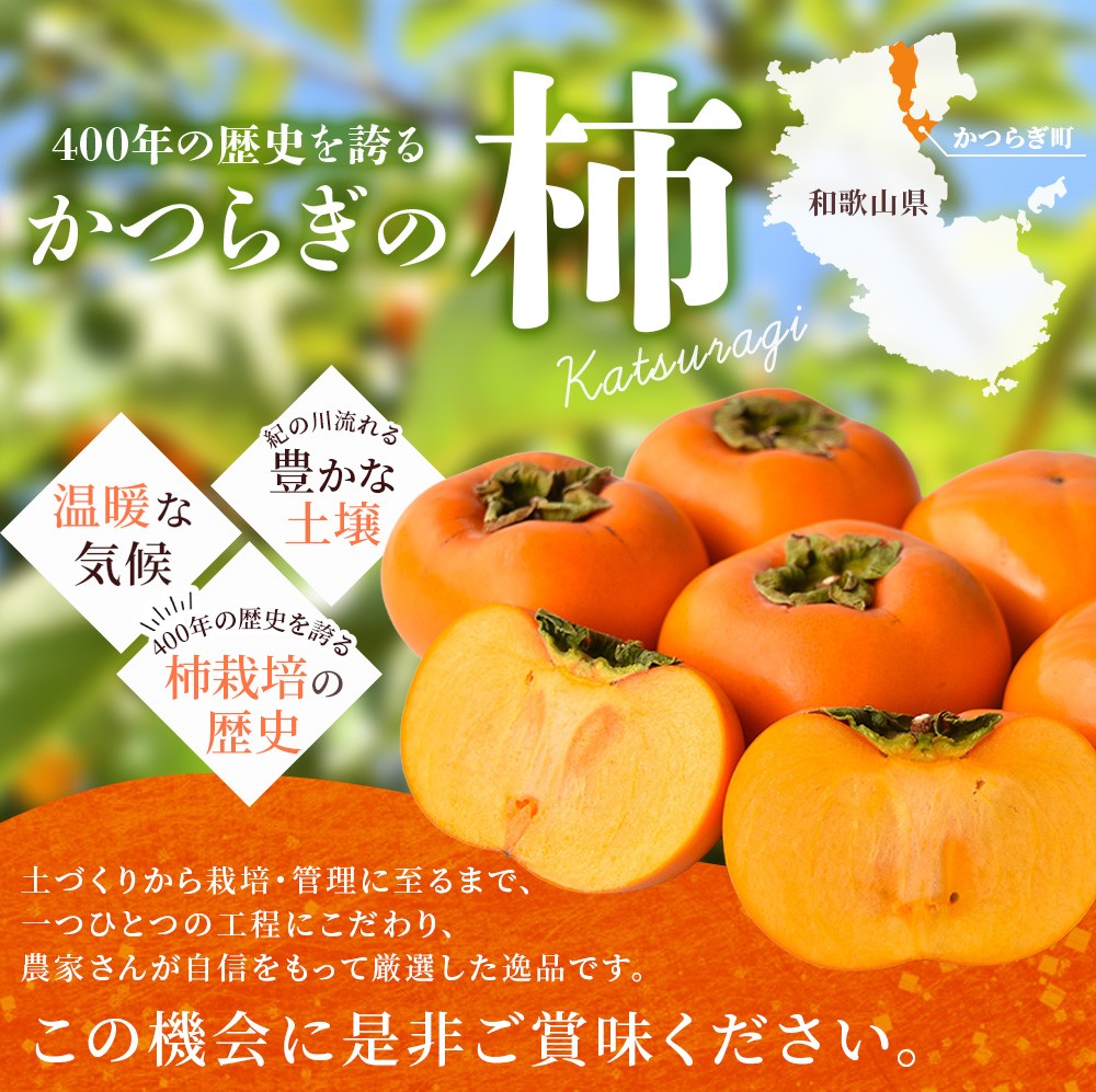 【先行予約】種無し柿 刀根早生柿 秀品大玉 約1.8kg（6個） 2026年9月下旬～10月下旬頃に順次発送予定（お届け日指定不可）/ 柿 かき 種無し 秀品 大玉 フルーツ 果物 くだもの【kiy002A】