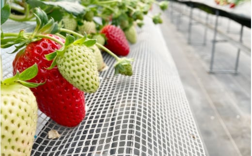 【先行予約】特大まりひめ いちご 朝摘 6個～11個入り×4パック 2026年1月中旬～3月末頃に順次発送予定（お届け日指定不可）/ いちご 苺 まりひめ 和歌山 フルーツ 果物 くだもの【kiy004A】