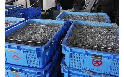 茹でたて釜揚げしらす　1kg(250g×4パック)【冷蔵】無添加・無着色 / しらす シラス 釜揚げ 小分け 冷蔵【mar101】