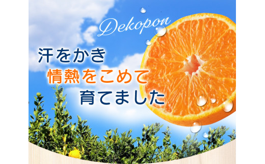【数量限定】ちょこっと訳あり 不知火 デコポン 約5kg【ご家庭用】※2026年2月中旬～4月中旬に発送予定（お届け日指定不可）/ 不知火 デコポン 柑橘 みかん 果物 くだもの フルーツ みかん 有田みかん ミカン 【nuk120D】