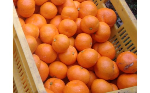 【訳あり】農家直送 有田みかん 約10kg ご家庭用 サイズ混合 ※2025年11月中旬から2026年1月中旬までに順次発送予定※北海道・沖縄・離島への配送不可 みかん ミカン 果物 フルーツ 訳ありみかん 和歌山 オレンジ 有田ミカン 蜜柑 くだもの 柑橘 【nuk138G】