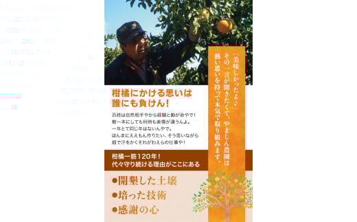 ちっちゃな有田みかん こつぶみかん 約10kg （3S～Sサイズ混合）※2026年11月～2027年1月に順次発送予定（お届け日指定不可） 先行予約 みかん 有田みかん 温州みかん ミカン 小粒 柑橘 フルーツ 【nuk153B】