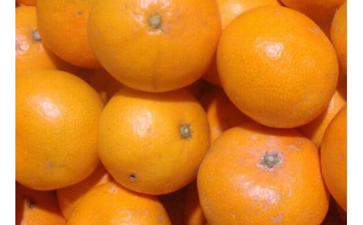 【訳あり】農家直送  有田みかん 約5kg ご家庭用 サイズ混合 ※2025年11月中旬から2026年1月中旬までに順次発送予定（お届け日指定不可）※北海道・沖縄・離島配送不可 サイズ混合 訳あり 温州みかん  柑橘 有田 【nuk161E】