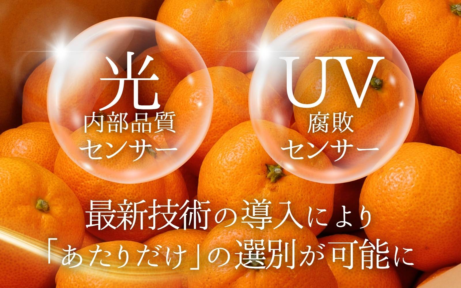 【光センサー選別】有田 みかん プレミアム 約3.5kg サイズ混合 高糖度 有機肥料100%【nuk168A】