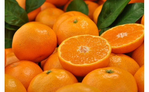 田村みかん 秀品 4kg サイズおまかせ/紀州和歌山有田郡湯浅町田村地区産 ◆2025年11月下旬～2026年1月中旬頃に発送(お届け日指定不可)　紀伊国屋文左衛門本舗【sutb307B】