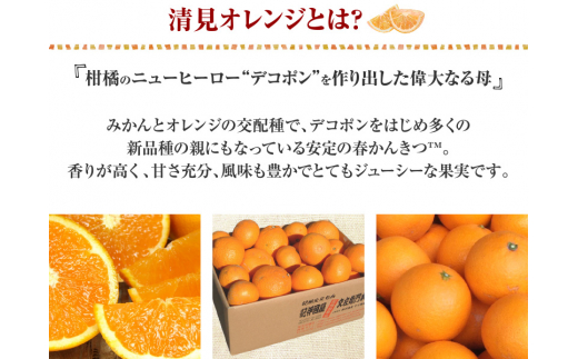 清見オレンジ約8kg/果実サイズおまかせ※2026年2月中旬～4月下旬頃発送予定　　　紀伊国屋文左衛門本舗【sutb401C】