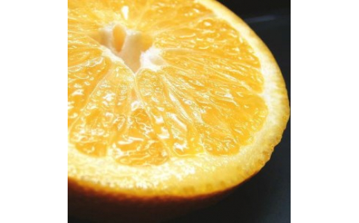 八朔(はっさく)約10kg サイズおまかせ　紀伊国屋文左衛門本舗※2026年1月下旬～4月上旬頃発送予定【sutb411B】