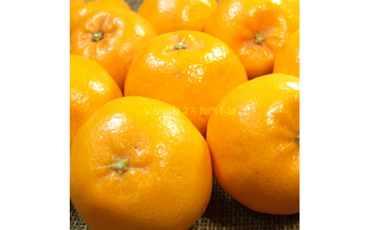 はるみ 約2.8kg/サイズおまかせ　※2026年1月下旬～3月中旬頃に順次発送予定(お届け日指定不可)　紀伊国屋文左衛門本舗　【sutb461B】