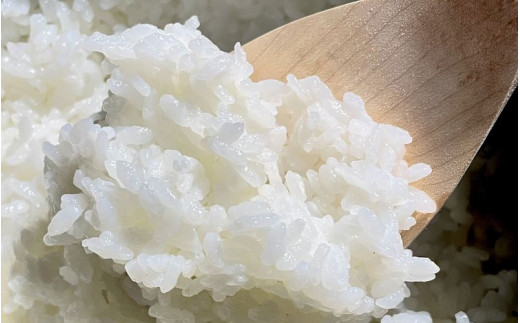 【先行予約】佐本川の清流で育てた 「 佐本清流米（コシヒカリ） 」 10kg / お米 米 コメ こめ 新米 ご飯 白ごはん 白米 コシヒカリ 和歌山県 すさみ町【tko102A】