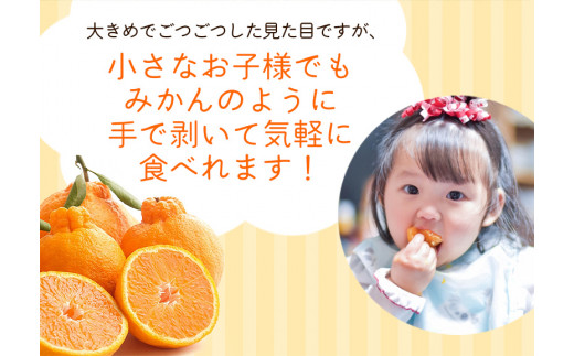 ＜先行予約＞家庭用不知火5kg+250g（傷み補償分）【デコポンと同品種・人気の春みかん】【訳あり】＜2月より発送＞ ※北海道・沖縄・離島への配送不可 フルーツ 果物 くだもの 柑橘 和歌山【ikd163C】