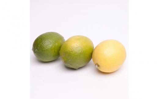 ＜9月より発送＞厳選 黒潮レモン 5kg+250g（傷み補償分）【和歌山有田産】【防腐剤・WAX不使用、安心の国産レモン】 ※北海道・沖縄・離島への配送不可 /レモン れもん 柑橘 フルーツ 果物 果実 【ikd180A】