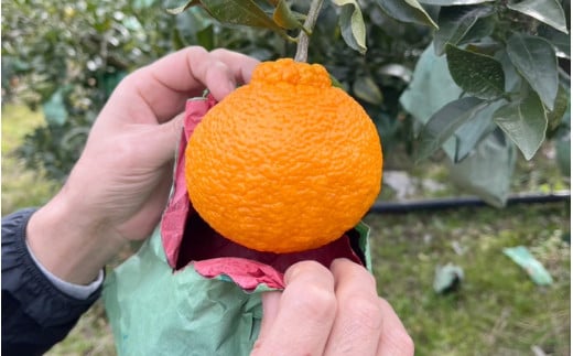 【先行予約】【数量わずか】樹上完熟しらぬい（不知火） 約2kg(6個) 秀品 2026年2月末～2026年4月中旬頃に順次発送予定（お届け日指定不可）/ 和歌山 みかん しらぬい 不知火 フルーツ 柑橘 蜜柑 果物 くだもの【kgr005】