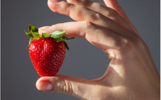 【先行予約】まりひめ いちご 12粒～15粒入り×2パック（500g）2026年1月中旬～2026年3月中旬頃に順次発送予定（お届け日指定不可）/ いちご 苺 まりひめ 和歌山 フルーツ 果物 くだもの【kgr007A】