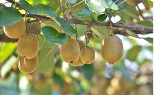 【先行予約】 先行予約！和歌山県産 秀品 キウイフルーツ 大玉15個入 こだわり農家厳選  【2026年12月中旬～2027年1月中旬頃に順次発送予定】/ キウイ キウイフルーツ 果物 フルーツ おやつ【kgr021】