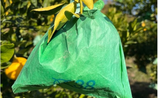 【先行予約】希少な樹上完熟　しらぬい（不知火） 秀品大玉 約2kg(6個) 2026年2月末～2026年4月中旬頃に順次発送予定（お届け日指定不可）/ 和歌山 みかん しらぬい 不知火 【kiy001】