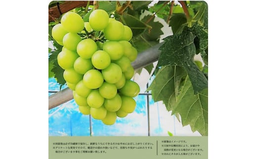紀州和歌山産 シャインマスカット 約1kg ※2026年8月中旬頃〜2026年9月上旬頃に順次発送 ※日付指定不可 ぶどう ブドウ 葡萄 マスカット 果物 くだもの フルーツ 人気【uot782】