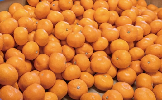 有田みかん 手選別 こだわりの和歌山県産 5kg (S～Lサイズ) 生産者直送 みかん フルーツ 柑橘 果物 蜜柑【hdm005】