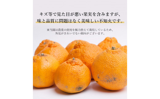 ＜先行予約＞家庭用不知火5kg+250g（傷み補償分）【デコポンと同品種・人気の春みかん】【訳あり】＜2月より発送＞ ※北海道・沖縄・離島への配送不可 フルーツ 果物 くだもの 柑橘 和歌山【ikd163C】